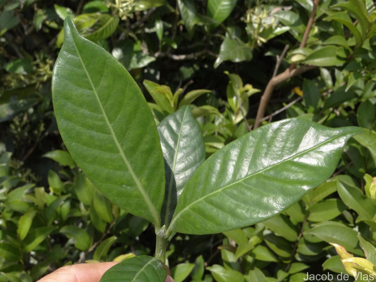 Psychotria gardneri Hook.f.